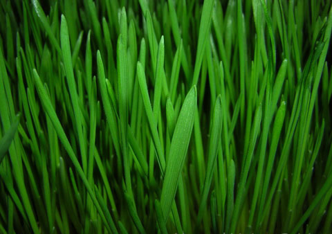 wheat-grass_w